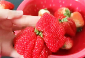 多倍体草莓是打了膨大剂的科技果不能吃