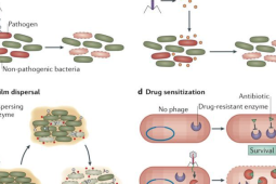 噬菌体疗法为抗生素耐药性提供创新解决方案