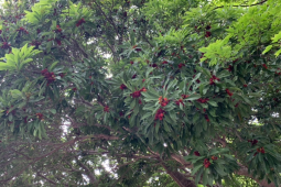 又到了吃虫哦不杨梅的季节