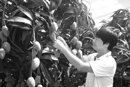 芒果飘香恋上三亚的甜蜜理由