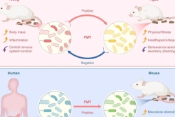 晒太阳加速伤口愈合中国科学家研发新型仿生材料