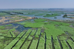 雄安新区白洋淀首次发现中国新记录种五月四节蜉
