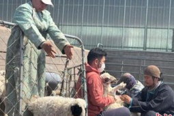 钢苏勒德初夏珍珠节