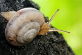 雨后遇见这种蜗牛速速远离
