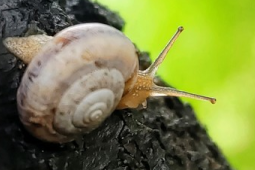 雨后遇见这种蜗牛速速远离