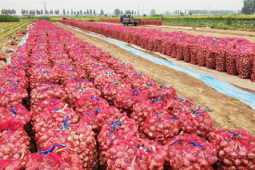 江苏丰县发展食用菌种植产业助力乡村振兴拓宽农民致富路