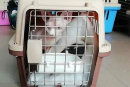 探访高铁宠物托运服务揭秘宠物乘坐高铁全流程