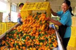 科技赋能广州乡村振兴水果节瓜产业助力农民增收