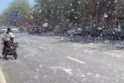 京津冀地区进入杨絮始飞期注意防护