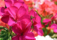 常见引起过敏的花粉来源花卉