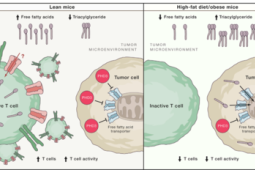 肥胖助长癌细胞生长