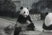 成都大熊猫繁育研究基地功勋熊猫永明离世传奇一生落幕