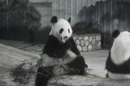 成都大熊猫繁育研究基地功勋熊猫永明离世传奇一生落幕