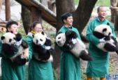 级新生大熊猫宝宝新春集体亮相萌态拜年