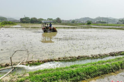 广西启动农业干旱Ⅳ级应急响应多措并举抗旱保春耕