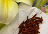 过敏星人的花粉阻击战