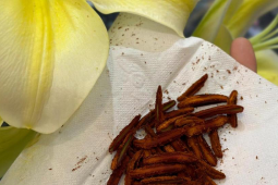 过敏星人的花粉阻击战