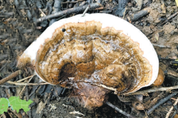 北京五年累计记录物种达种展现生物多样性丰硕成果