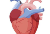 "它是可以吃的心脏支架这样吃更好"