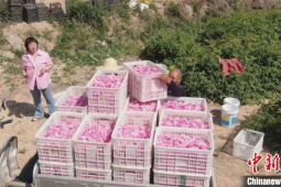 山西闻喜桃农春管忙满园春意促振兴