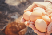 "土鸡蛋和富硒蛋真的比普通鸡蛋更有营养值得买吗"