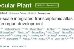 中国研究团队成功绘制首个国产大豆基因组时空图谱