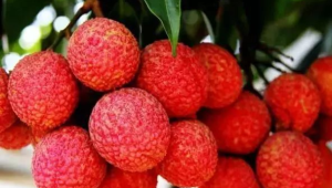 贵妃荔枝岭南来  第1张