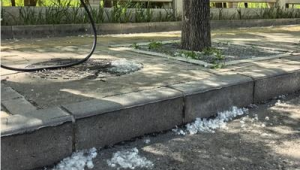 飞絮肆虐扰民火灾隐患丛生如何破解 第1张 飞絮肆虐扰民火灾隐患丛生如何破解 第1张