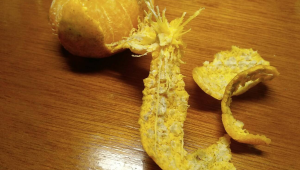 橘子皮变蓝就是发霉了吗 第1张 橘子皮变蓝就是发霉了吗 第1张