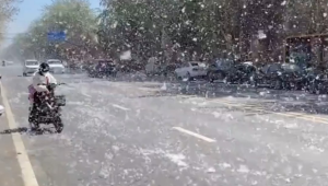 京津冀地区进入杨絮始飞期注意防护 第1张 京津冀地区进入杨絮始飞期注意防护 第1张