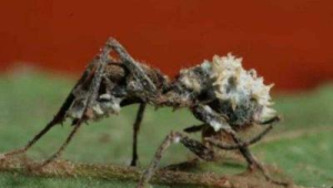 科学家首次发现远古僵尸蚂蚁幼虫化石