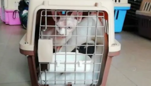 探访高铁宠物托运服务揭秘宠物乘坐高铁全流程 第1张 探访高铁宠物托运服务揭秘宠物乘坐高铁全流程 第1张