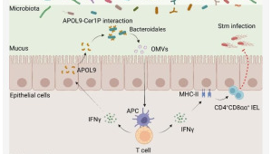 中国科研人员发现细菌外交官茫茫菌海揭示肠道免疫新机制 第1张 中国科研人员发现细菌外交官茫茫菌海揭示肠道免疫新机制 第1张