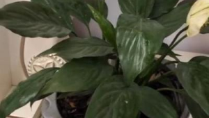 植物夜晚也会进入睡眠状态吗