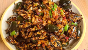 台山龙虱成珠三角餐桌新宠食客尽享美味口福 第1张 台山龙虱成珠三角餐桌新宠食客尽享美味口福 第1张