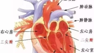 二尖瓣疾病高发这些症状提示心脏阀门异常 第1张 二尖瓣疾病高发这些症状提示心脏阀门异常 第1张