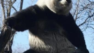 北京动物园澄清大熊猫萌兰不会参加日本大阪世博会 第1张 北京动物园澄清大熊猫萌兰不会参加日本大阪世博会 第1张