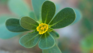 维生素C是西梅倍的高钙高蛋白质长寿菜现在吃正好 第1张 维生素C是西梅倍的高钙高蛋白质长寿菜现在吃正好 第1张