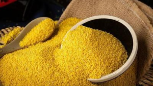 常吃这食物黄金健脾养胃助眠营养翻倍 第1张 常吃这食物黄金健脾养胃助眠营养翻倍 第1张