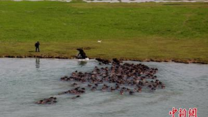 四川蓬安嘉陵江放牛季活动启幕再现壮美生态奇观 第1张 四川蓬安嘉陵江放牛季活动启幕再现壮美生态奇观 第1张