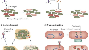 噬菌体疗法为抗生素耐药性提供创新解决方案 第1张 噬菌体疗法为抗生素耐药性提供创新解决方案 第1张