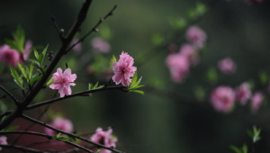 春日花草皆良药 第1张 春日花草皆良药 第1张
