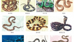 应对常见动物伤害如蛇咬虫蜇的实用指南