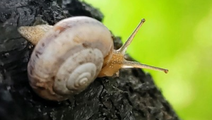 雨后遇见这种蜗牛速速远离 第1张 雨后遇见这种蜗牛速速远离 第1张