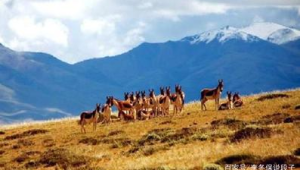 青海藏野驴数量突破匹创历史新高 第1张 青海藏野驴数量突破匹创历史新高 第1张