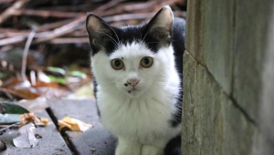 记者调查宠物领养陷阱免费领养实为贷款买猫骗局 第1张 记者调查宠物领养陷阱免费领养实为贷款买猫骗局 第1张