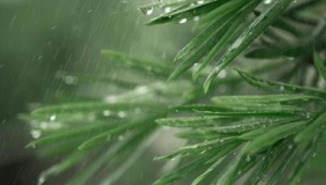 春雨贵似油为何多下反添愁 第1张 春雨贵似油为何多下反添愁 第1张