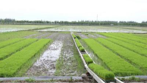 中国薯都春耕三重奏谱写现代农业新篇章 第1张 中国薯都春耕三重奏谱写现代农业新篇章 第1张