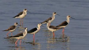 广东启动春季护鸟专项行动探索社区共管保护鸟类新机制 第1张 广东启动春季护鸟专项行动探索社区共管保护鸟类新机制 第1张