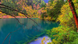 九寨沟箭竹海首次发现羚牛新生幼仔 第1张 九寨沟箭竹海首次发现羚牛新生幼仔 第1张